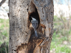 Poecile atricapillus