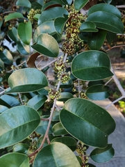 Chrysophyllum mexicanum