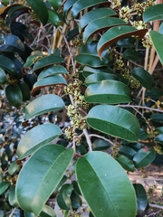 Chrysophyllum mexicanum