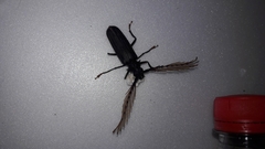 Sarifer flavirameus