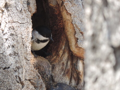 Poecile atricapillus