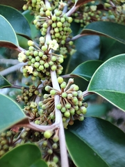 Chrysophyllum mexicanum
