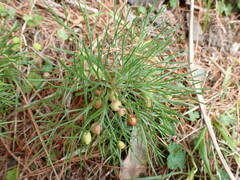 Artemisia morrisonensis