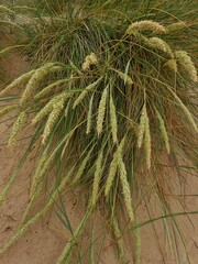 Ammophila arenaria