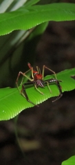 Viciria pavesii