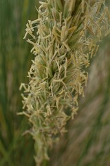 Ammophila arenaria