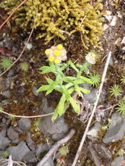 Pseudognaphalium hypoleucum