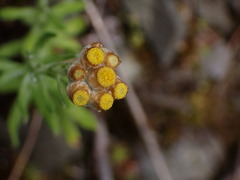 Pseudognaphalium hypoleucum
