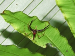 Viciria pavesii