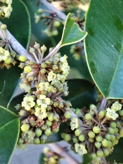 Chrysophyllum mexicanum