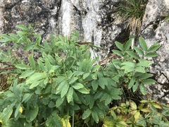 Lathyrus laevigatus occidentalis