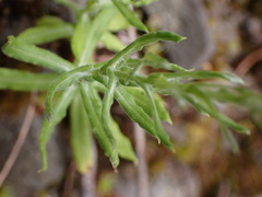 Pseudognaphalium hypoleucum