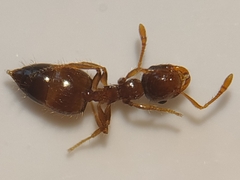 Crematogaster sordidula