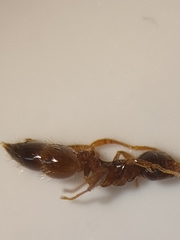 Crematogaster sordidula