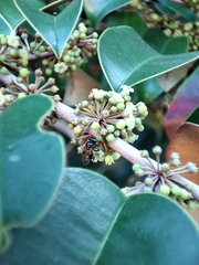 Chrysophyllum mexicanum