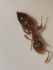 Crematogaster sordidula