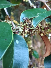 Chrysophyllum mexicanum