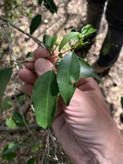 Excoecaria dallachyana