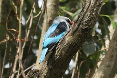Halcyon senegalensis