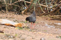 Zapornia flavirostra