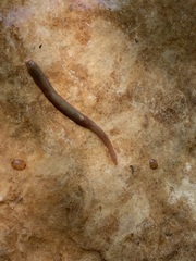 Erpobdellidae