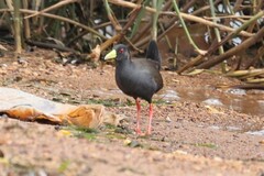 Zapornia flavirostra