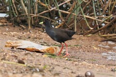 Zapornia flavirostra