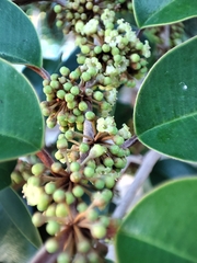 Chrysophyllum mexicanum