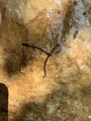 Erpobdellidae