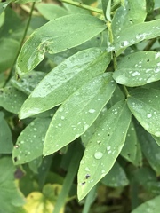 Lathyrus laevigatus occidentalis