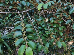 Chrysophyllum mexicanum