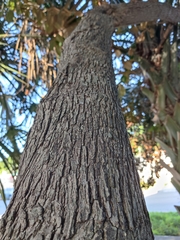 Chrysophyllum mexicanum