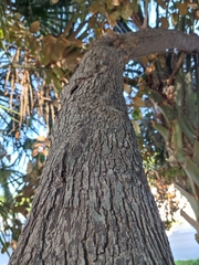 Chrysophyllum mexicanum