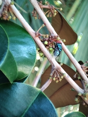 Chrysophyllum mexicanum