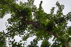 Ginkgo biloba