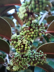 Chrysophyllum mexicanum