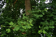 Ginkgo biloba
