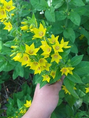 Lysimachia verticillaris
