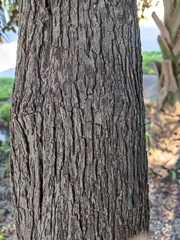 Chrysophyllum mexicanum