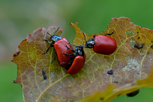 Poplar Leaf Beetle