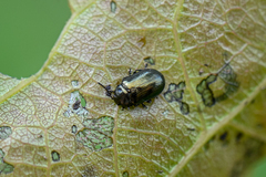 Phratora
