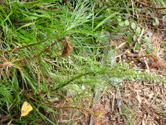 Artemisia morrisonensis