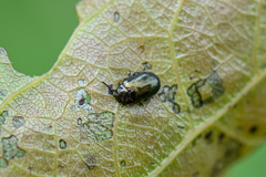 Phratora