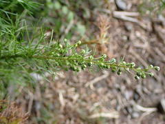 Artemisia morrisonensis