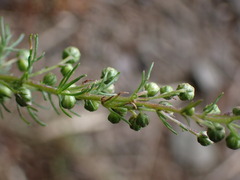 Artemisia morrisonensis