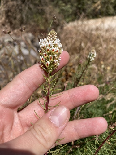 Hebenstretia dentata image