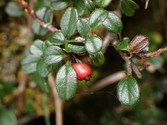 Cotoneaster morrisonensis