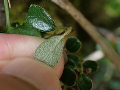 Cotoneaster morrisonensis