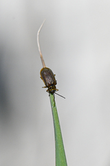 Galerucella nymphaeae