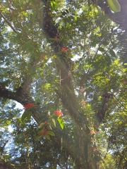 Aeschynanthus fulgens